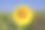 向日葵(Helianthus annuus)芽期的向日葵表现出向日性。日出时，大部分向日葵的脸都朝向东方。在一天的过程中，它们从东到西跟随太阳，而在晚上它们返回一个eas图片下载