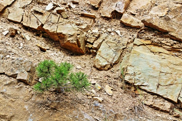 一种生长在岩石地带的小松树图片下载