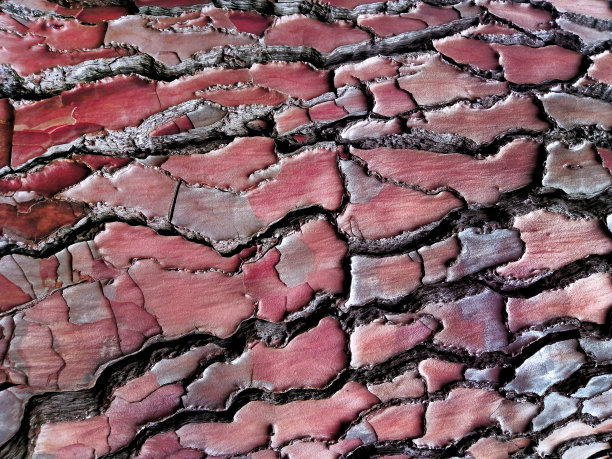 树皮纹理，浮雕棕色图片下载