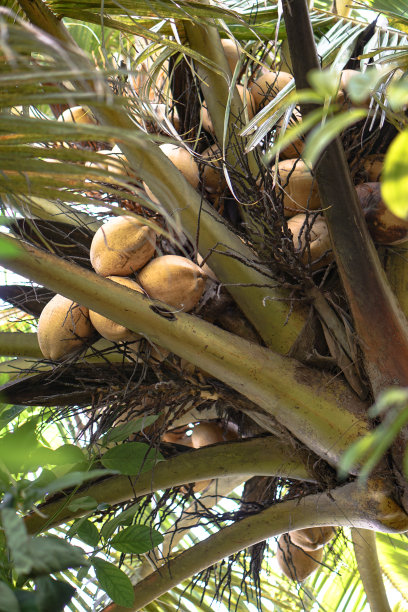 绿树上漂亮的纸杯蛋糕。手掌和食物主题。库存图片背景图片下载