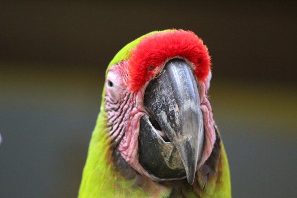 绿鹦鹉图片下载