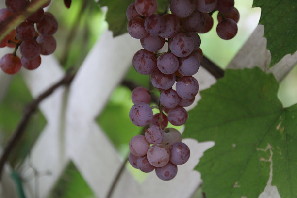 酿酒葡萄图片下载
