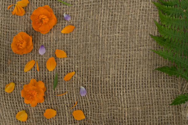 桔黄色花瓣的球形花或特罗利乌斯欧洲图片下载