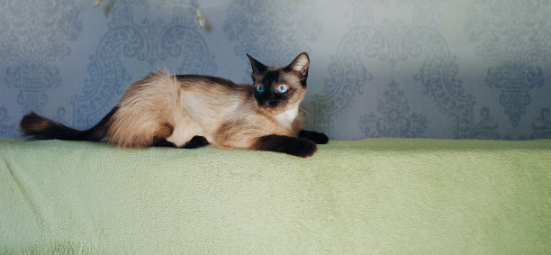 顽皮和美丽的暹罗猫休息在家里的沙发上。一个营养丰富，有趣和美丽的动物是狩猎。有趣的照片。猫的习惯。图片下载