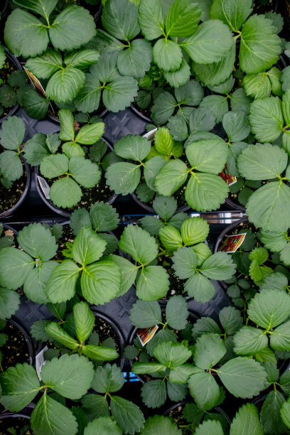 草莓植物图片下载