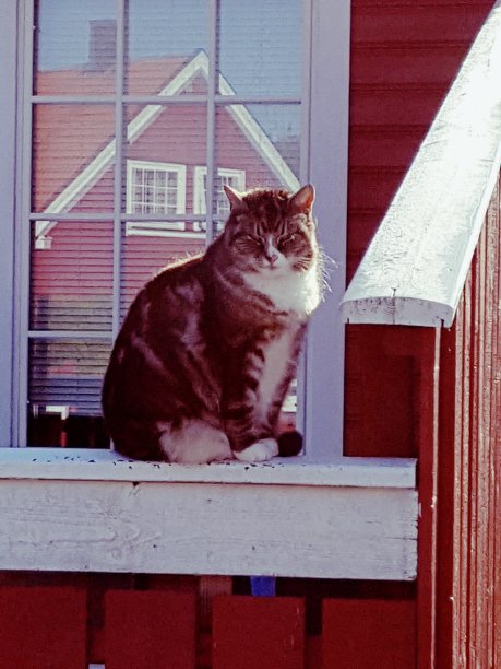 猫在栏杆上图片下载