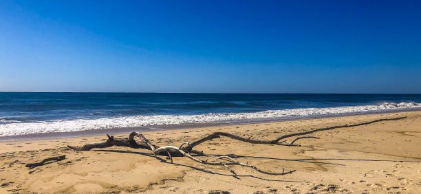 漂流木图片下载