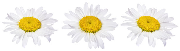 洋甘菊花卉孤立图片下载