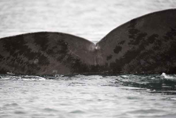 阿根廷马德林港瓦尔德斯半岛南露脊鲸的尾巴。图片下载