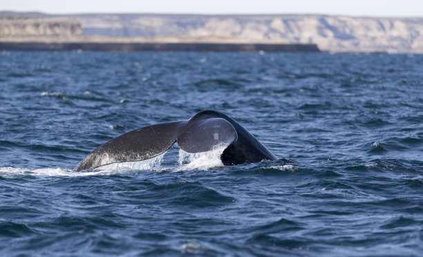 阿根廷马德林港瓦尔德斯半岛南露脊鲸的尾巴。图片下载