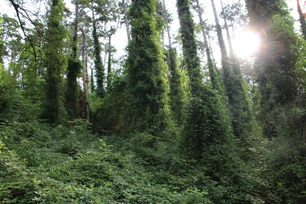 被常春藤环绕的森林中的树木图片下载