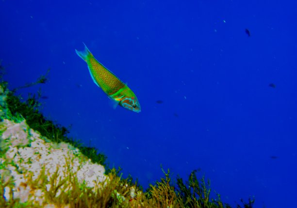 华丽的濑鱼(海鳗)，海底图片下载
