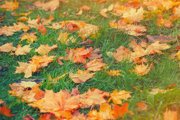 黄色，橙色和红色的九月秋叶在美丽的秋天公园地面上。金色的秋叶落在绿色的草地上，在阳光明媚的晨光院里，色调的照片。10月景观背景。图片下载