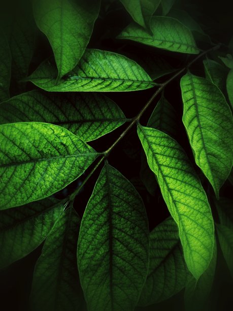 摘要强度绿叶背景图片下载