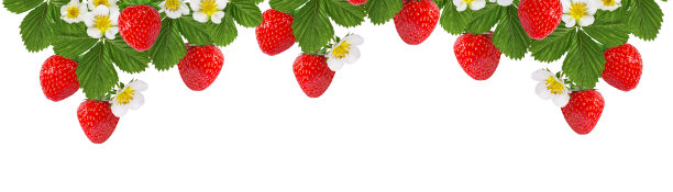 花孤立在白色上的草莓图片下载