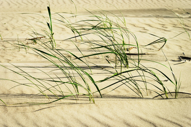 波罗的海海岸沙丘上的海滩草簇。图片下载