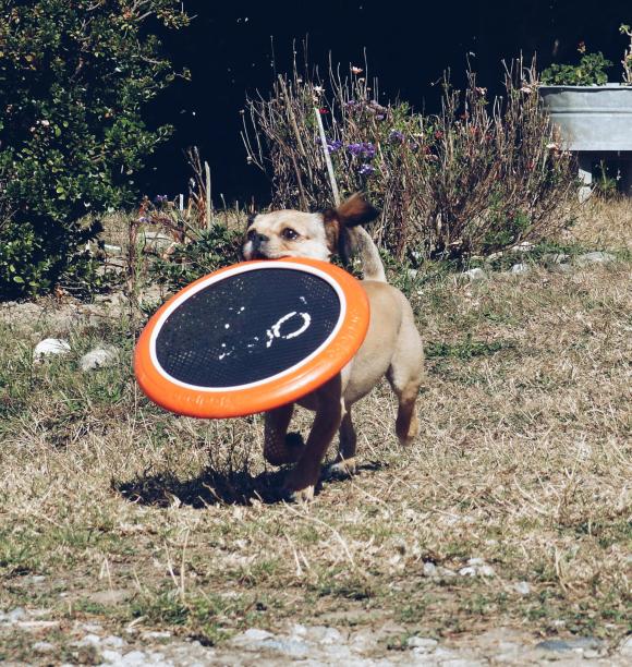 快乐的狗玩着一个圆盘图片下载