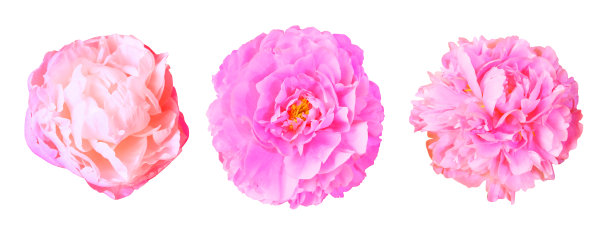 一组粉色的牡丹图片下载