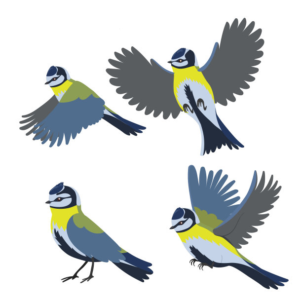 一组孤立在白色背景上的山雀。图片下载