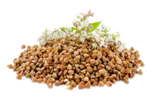 有白色花和种子的荞麦植物。荞麦植物白花。在白色背景上孤立的荞麦种子和鲜花。图片下载