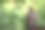 在斯里兰卡威尔帕图国家公园的树上栖息的冠蛇鹰的肖像，特写照片，异国的鸟在亚洲，美丽的猛禽与黄色的眼睛图片下载
