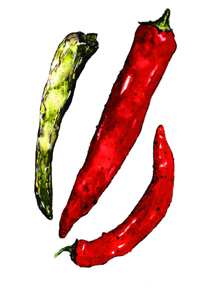 水彩彩色蔬菜设置红辣椒，辣椒素特写孤立在白色背景图片下载