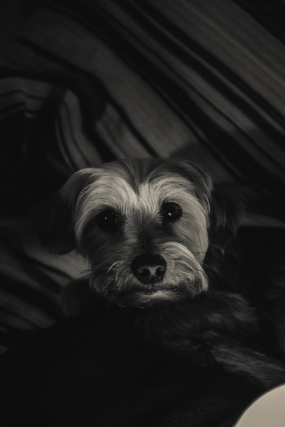 约克郡小猎犬，思考着她的现实图片下载