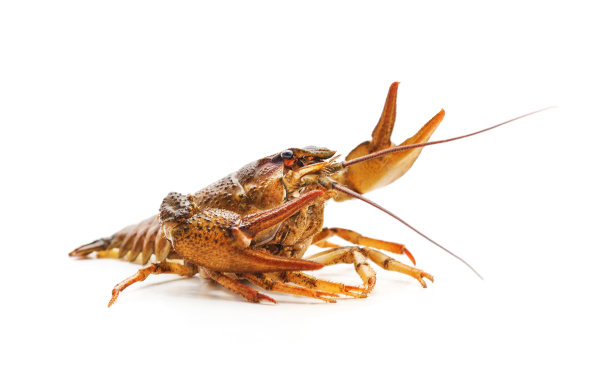 一个河小龙虾。图片下载