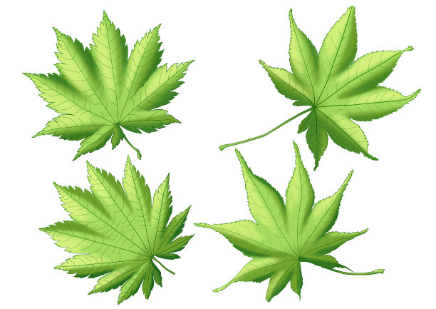 白色背景上的绿叶漆图片下载