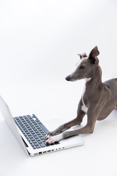 意大利灰狗和笔记本电脑图片下载