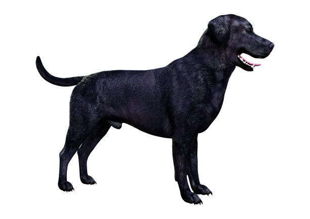 3D插图黑色拉布拉多狗在白色图片下载