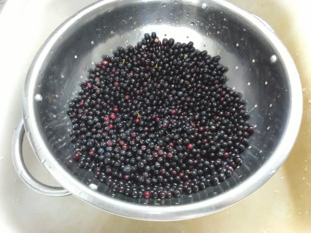 野生蓝莓图片下载