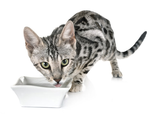 孟加拉猫图片下载