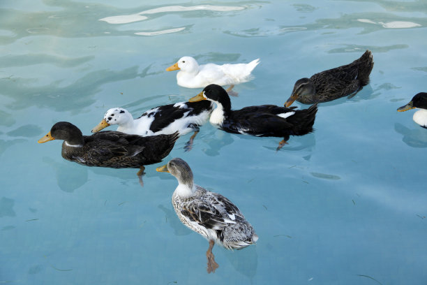 鸭子在游泳池里游泳图片下载