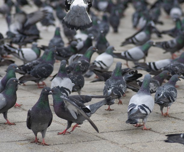 地上有许多五颜六色的鸽子图片下载