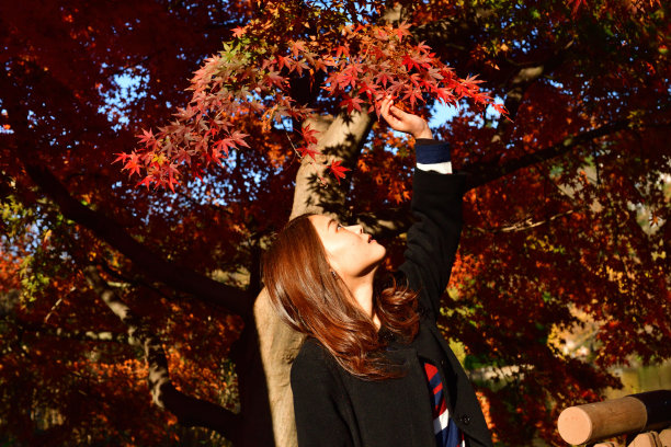 站在东京井之头公园明亮的红枫叶前的日本年轻女子图片下载