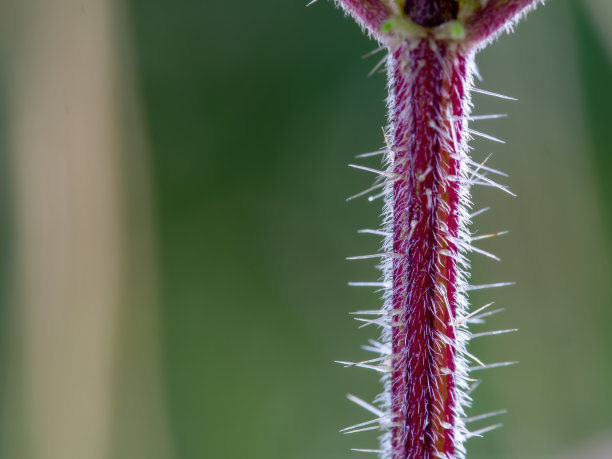 透明刺荨麻微距摄影图片下载