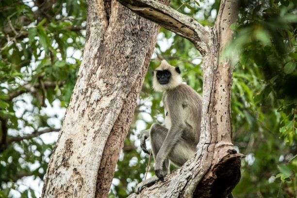 灰叶猴，圣叶猴，印度叶猴或哈努曼叶猴是一群原产于印度次大陆的旧大陆猴，猴子坐在树上，斯里兰卡，异国情调的亚洲探险图片下载