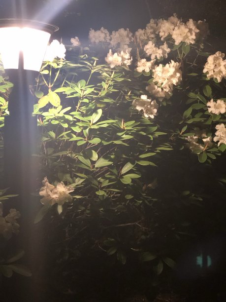 小火花图片下载