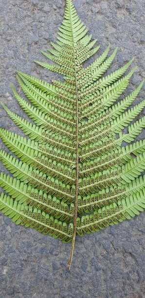 蕨类植物的种子图片下载