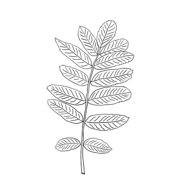 罗文叶子特写。黑色和白色的花梨花叶子在一个小树枝上的插图。图片下载