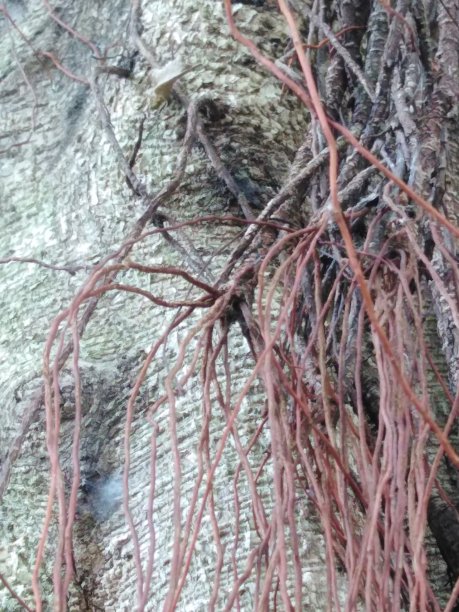 根巴树图片下载