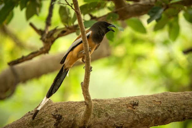 这棵红褐色的树(Dendrocitta vagabunda)栖息在丛林的树枝上，原产于印度次大陆，野生鸟类照片，清晰的背景，印度Ranthambore国家公园图片下载