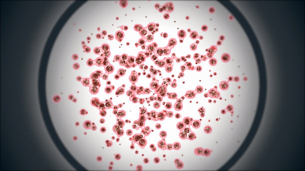 显微镜下放大的胚胎有丝分裂干细胞集落组织切片图片下载