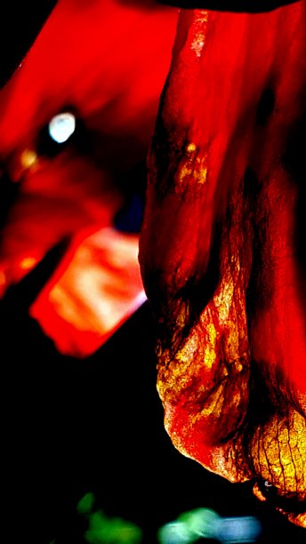 狗盛开图片下载