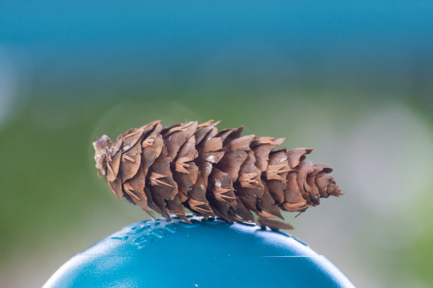 一个针叶树松果支撑着一个色彩模糊的背景图片下载