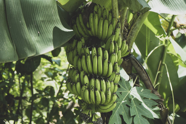 果实成熟的香蕉树。热带植物图片下载