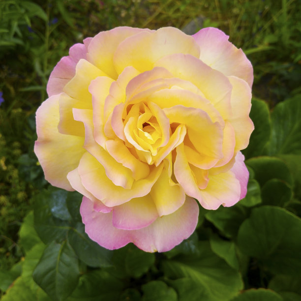 在绿叶的衬托下，粉红色和黄色泛起了玫瑰色图片下载