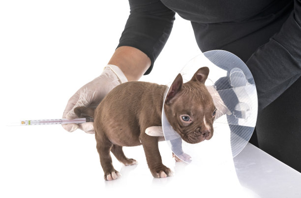 美国欺负小狗图片下载