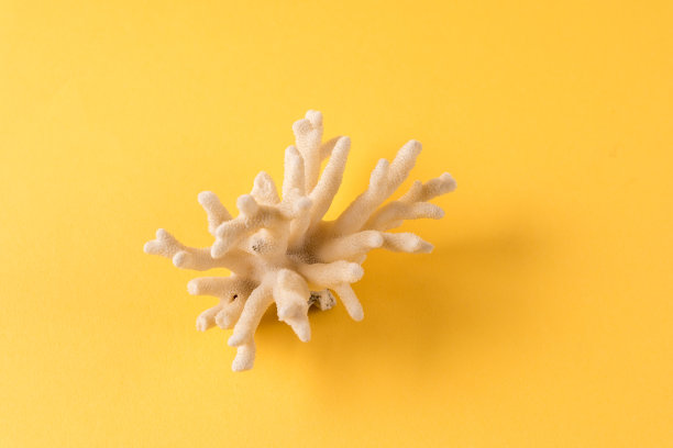 珊瑚孤立在蓝色的纸背景。图片下载
